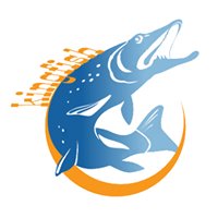 Kingfish chat bot