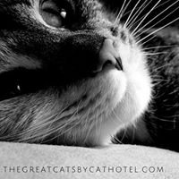 The Great Catsby - Luxury Cat Hotel chat bot