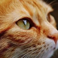 Cat Lovers United chat bot